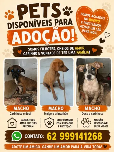 Doação de cachorro machos 