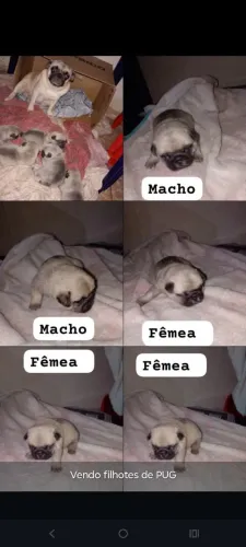 Filhotes Pug 