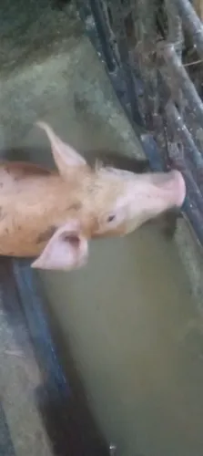 Porquinhos a partir de 170