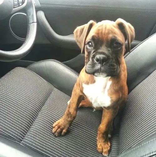 Boxer Carinho que se mantém