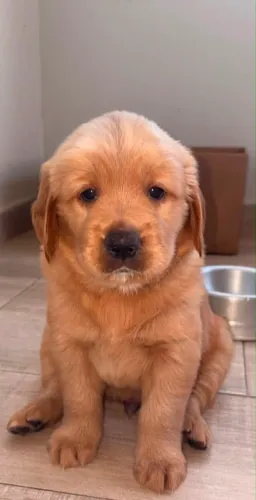 Cachorro - Filhote de Golden