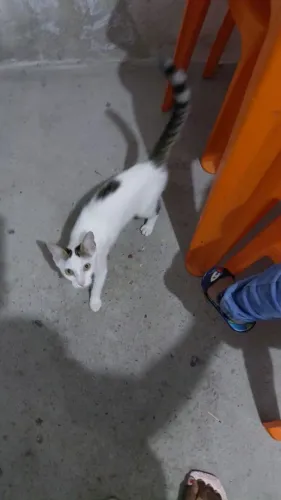 Gatinho manso bem dócil 