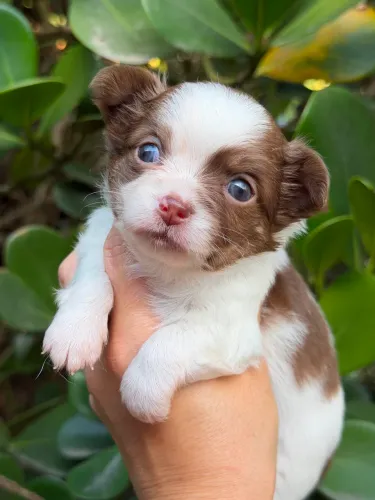 Chihuahua branco e chocolate lindíssimo olho azul