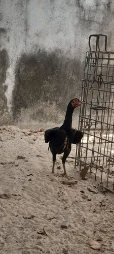 Franga