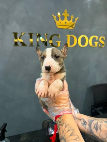 ? Filhotes de Bull Terrier | Personalidade Marcante e Muito Carinho