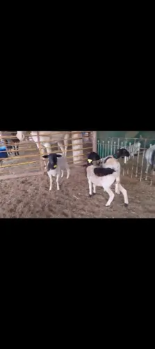 Carneiro e ovelhas