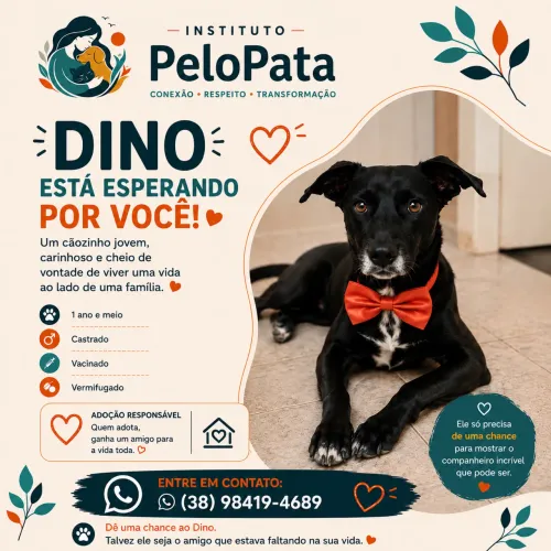 Adote Dino