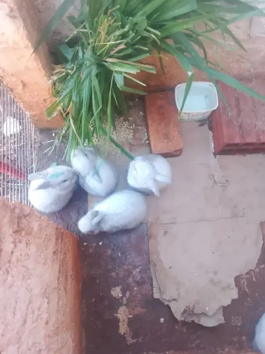 Coelhos mini lop