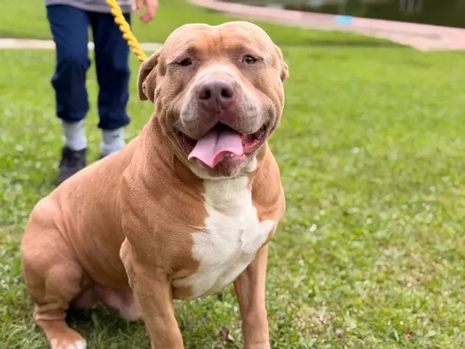 Filhotes de American Bully XXL com Pitbull