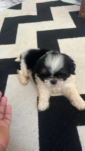 Filhote de Shih-tzu fêmea