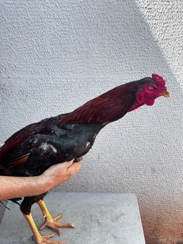 Galo índio ( Frango)