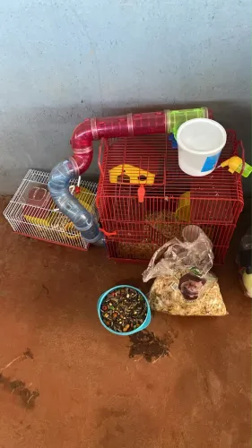 Itens para hamster