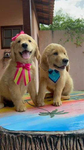 Golden retriever a pronta entrega pedigree microchip