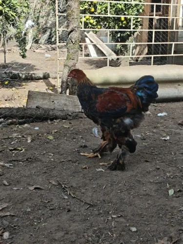 Frango Brahma perdiz