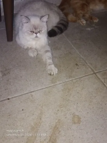 Gata persa himalayo fêmea