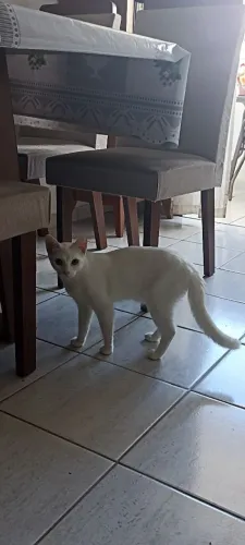 Doa-se gata de 8 meses