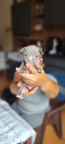Filhote de American Bully