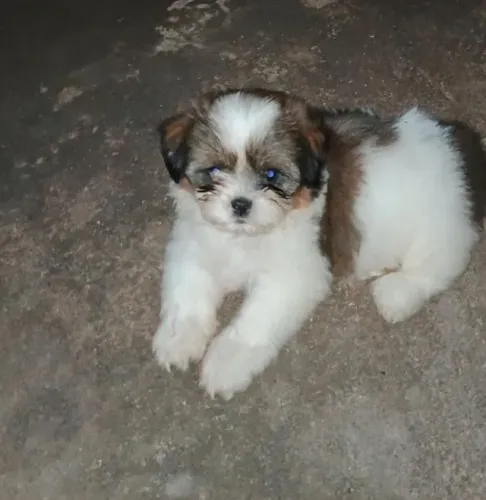 shihtzu tricolor