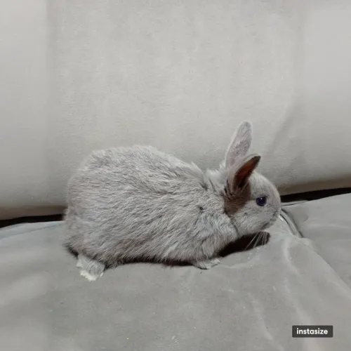Coelhos 
