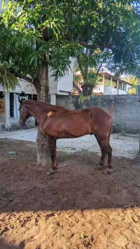 Cavalo marcha picada