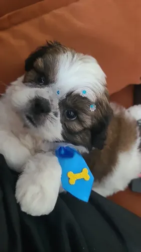 Cachorro shihtzu bebé 