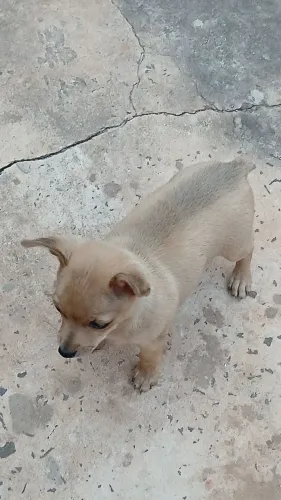 Pinscher 1