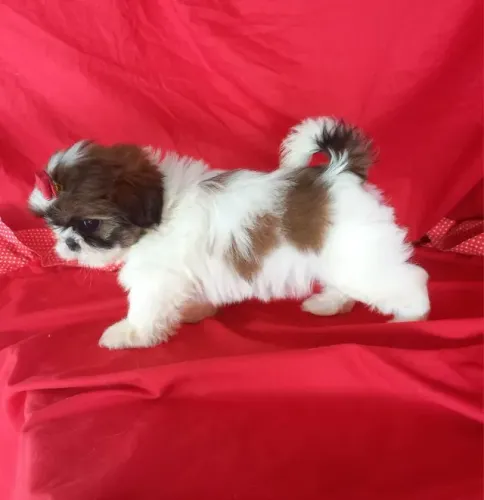 Filhotinha Shih Tzu Fêmea Linda