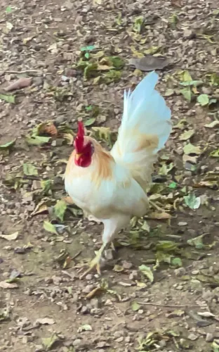 Vendo Galo Garnizé 
