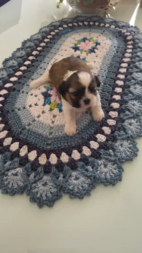 Vendo filhotes de shih tzu