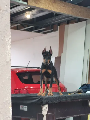 Doberman