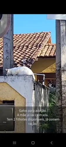 Gatos para adoção 