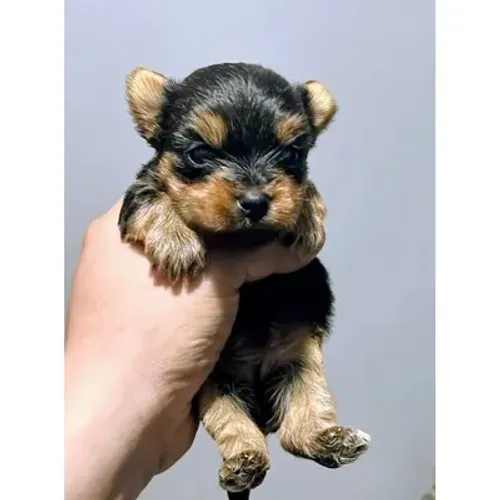 YORKSHIRE TERRIER MACHO MINIATURA