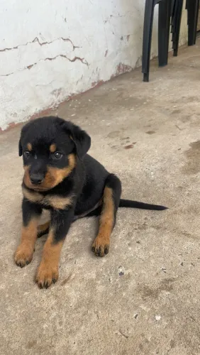 Vendo filhotes de Rottweiler