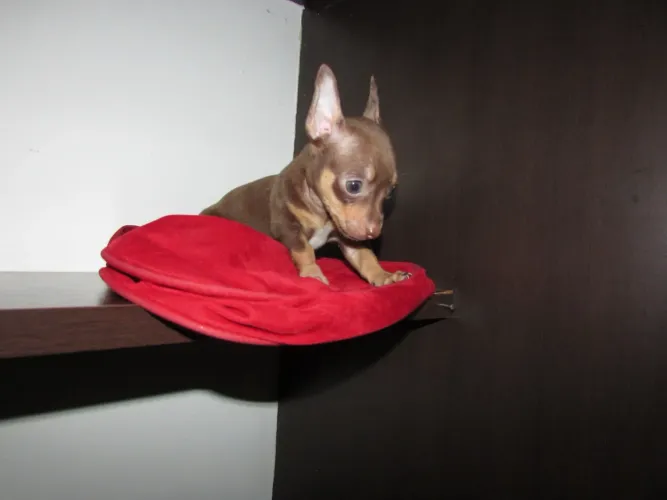 Pinscher macho disponível chocolate