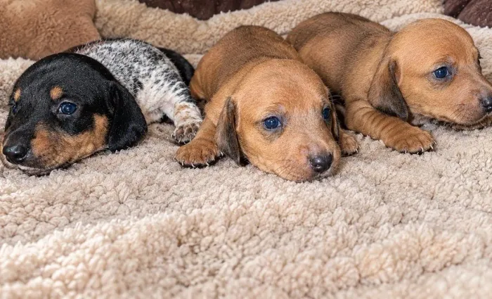 FILHOTINHOS DE DACHSHUND MACHOS BASSET, SALSICHA)