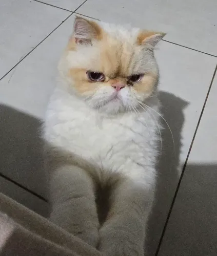 Vendo persa gato himalaio branco do olho azul