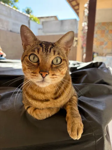 Doa-se gato macho CASTRADO