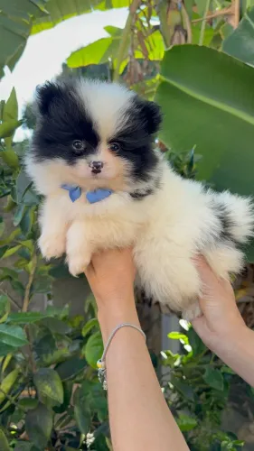 Lulu da pomerania