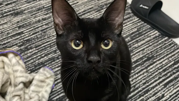 Gatinho para doação