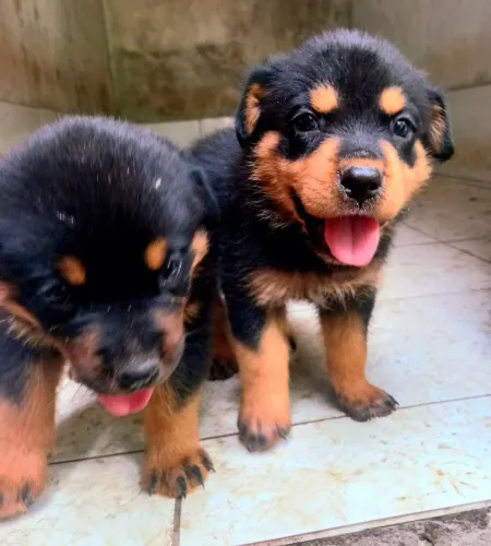 Cachorro Rottweiler