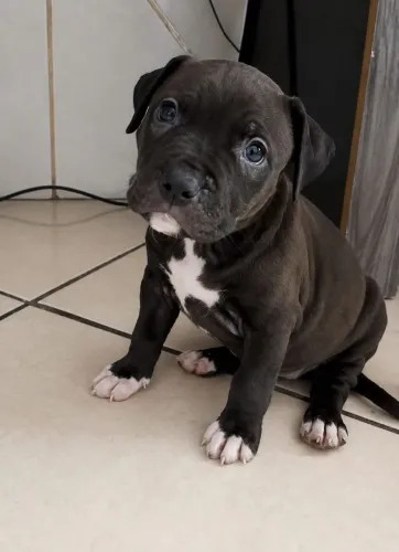 Fêmeas e machos de Pitbull disponível para entrega 