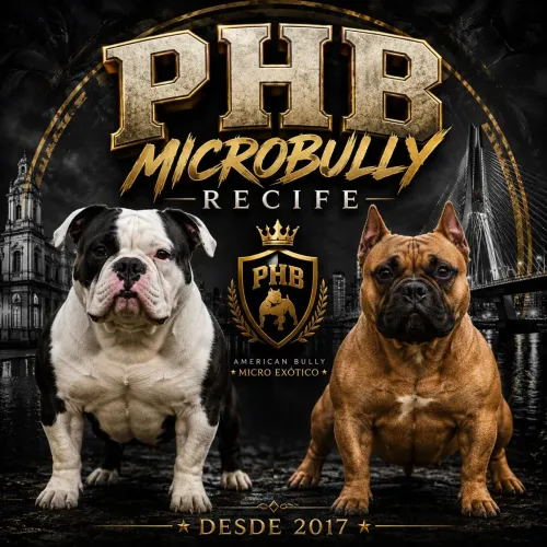 Filhotes de American Bully micro 