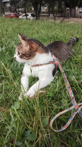 Pet sitter