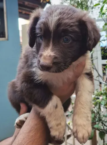 Filhote border collie, Pequenos no tamanho, gigantes no amor!