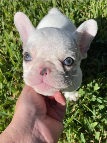 Bulldogue Francês - Companhia Cheia De Amor 