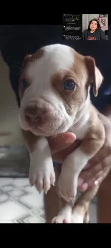 Pitbull filhote