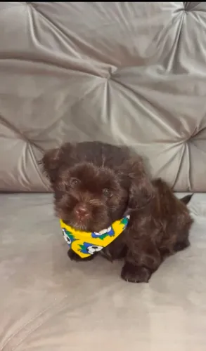 vende- se cachorro shih tzu (macho)