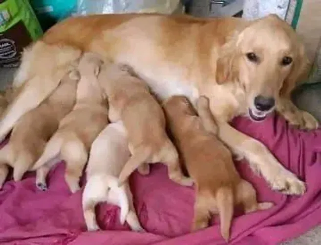 Filhote de Golden com labrador fêmea