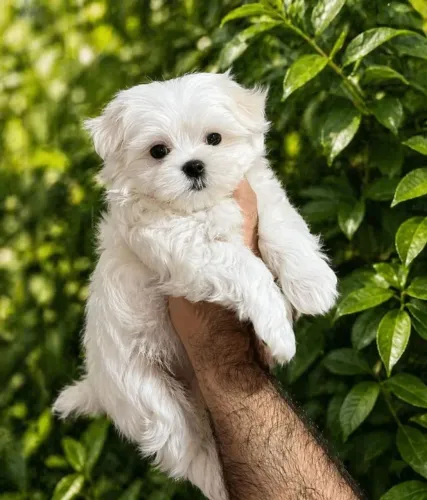 Maltês Um companheiro perfeito para dividir a vida