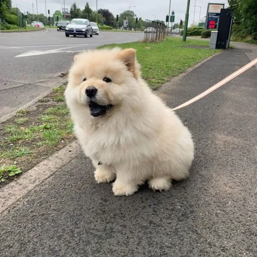 Chow Chow Escolha hoje mesmo seu novo filhotinho